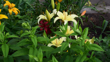 Картинка цветы лилии +лилейники желтый цвет