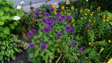 Картинка цветы разные+вместе фиолетовый цвет