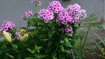 Картинка цветы розовый цвет