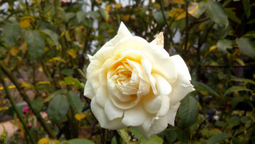 Картинка цветы розы макро