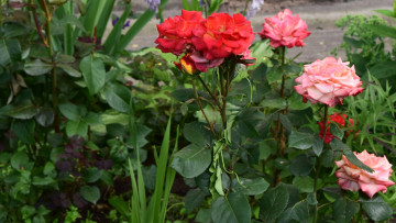 Картинка цветы розы разноцветные