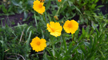 Картинка цветы желтый цвет