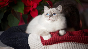 Картинка животные коты цветок спина