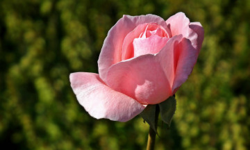 Картинка цветы розы бутон розовый