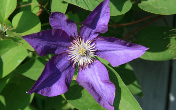 Картинка цветы клематис+ ломонос цветок обои клематис картинка фон макро красота