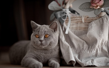 Картинка животные коты баннт цветок