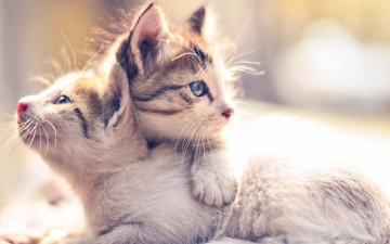 Картинка животные коты двое