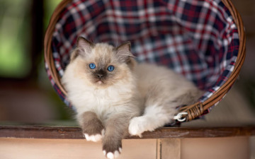 Картинка животные коты корзинка