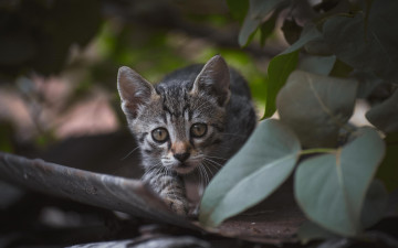 Картинка животные коты листья