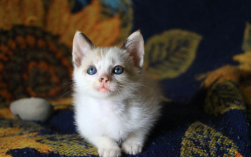 Картинка животные коты покрывало