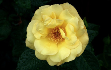 Картинка цветы розы макро