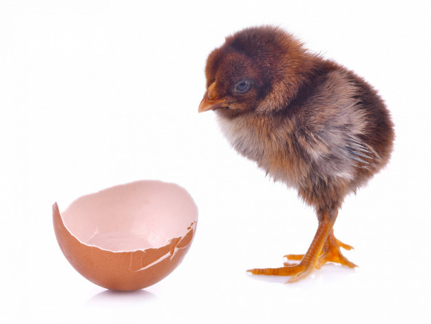 Обои картинки фото животные, птицы, скорлупа, белый, фон