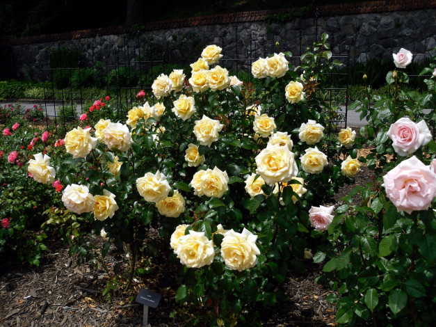 Обои картинки фото цветы, розы, кусты, розарий