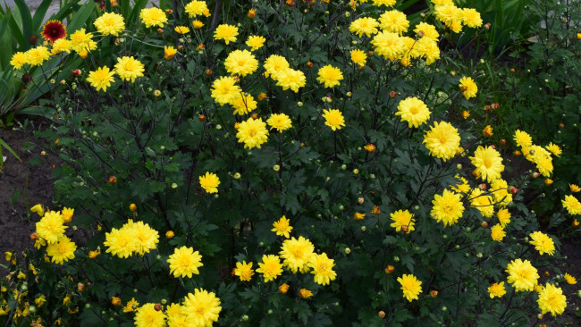 Обои картинки фото цветы, астры, желтый, цвет