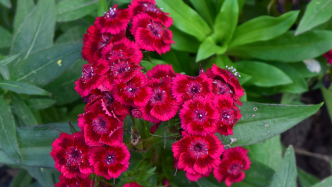 Обои картинки фото цветы, гвоздики, бордовый, цвет