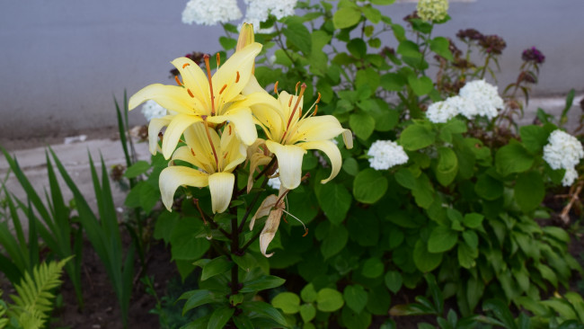 Обои картинки фото цветы, лилии,  лилейники, цветок