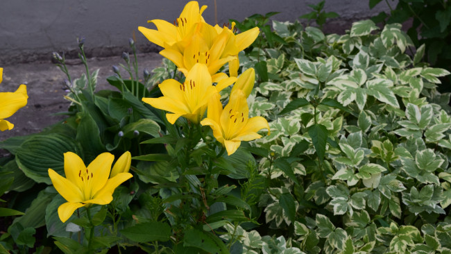 Обои картинки фото цветы, лилии,  лилейники, желтый, цвет