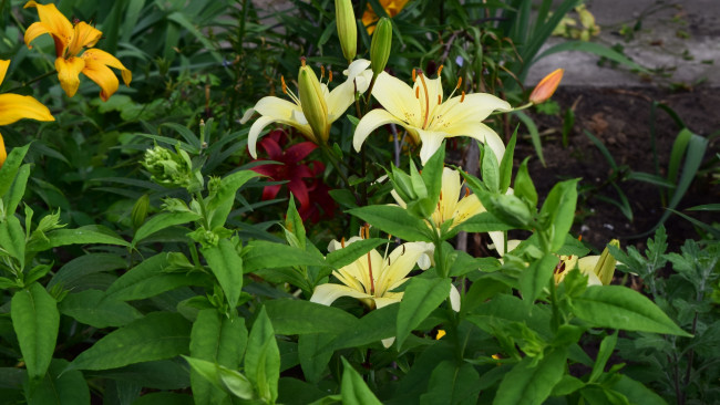 Обои картинки фото цветы, лилии,  лилейники, желтый, цвет