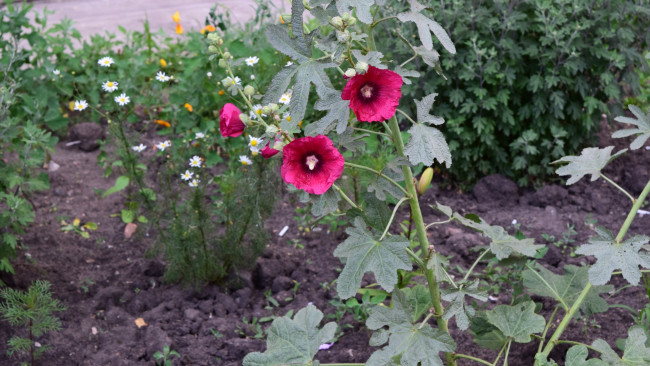 Обои картинки фото цветы, мальвы, красный, цвет