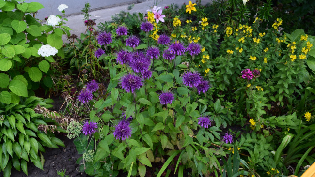 Обои картинки фото цветы, разные вместе, фиолетовый, цвет