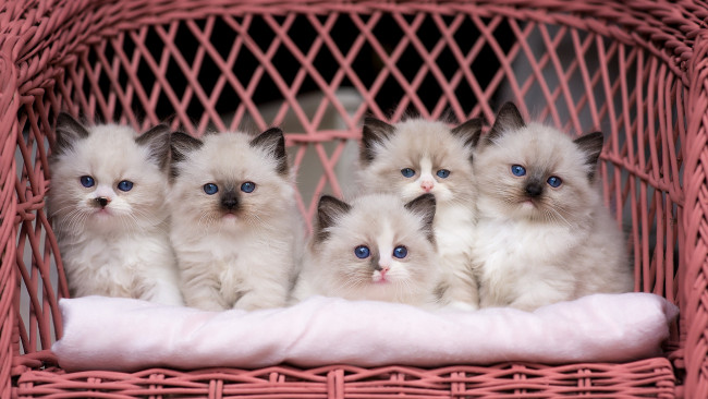 Обои картинки фото животные, коты, пять, штук