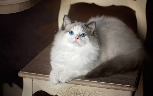 Обои картинки фото животные, коты, стул