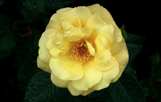 Обои картинки фото цветы, розы, макро