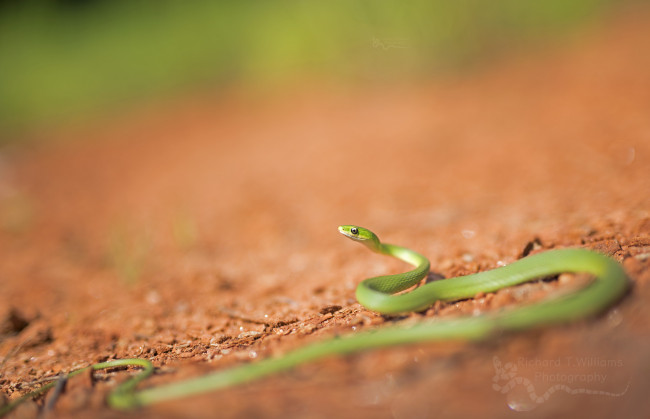 Обои картинки фото животные, змеи,  питоны,  кобры, фон, макро, окрас, опасна, змея