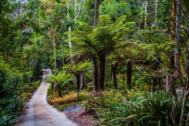 Обои картинки фото австралия, природа, тропики, деревья