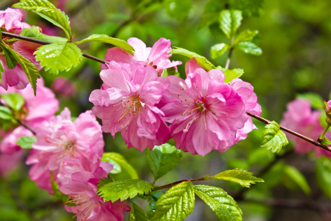 Обои картинки фото цветы, цветущие деревья ,  кустарники, цветущая, веточка, цветки, листья, ветка