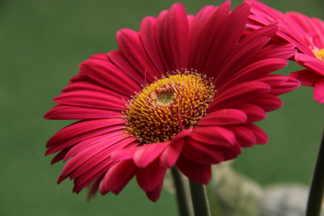 Обои картинки фото цветы, герберы, цветение, листья, лепестки, гербера