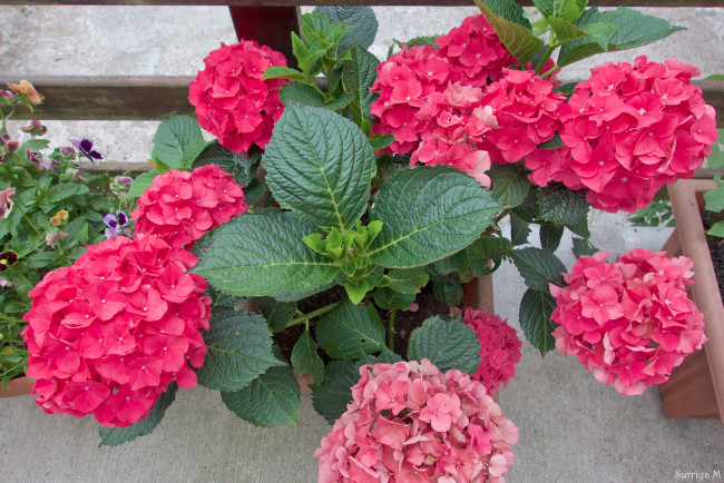 Обои картинки фото цветы, гортензия, цветение, куст, цвет