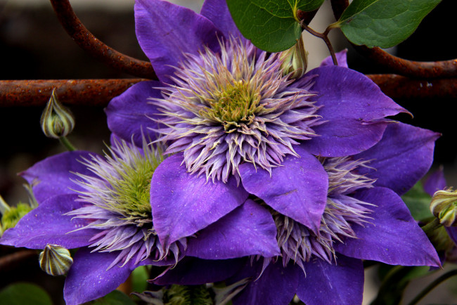 Обои картинки фото цветы, клематис , ломонос, цветение, клематис, лепестки