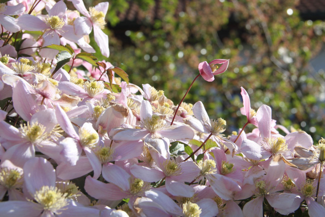 Обои картинки фото цветы, клематис , ломонос, цветение, лепестки, клематис