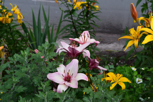 Обои картинки фото цветы, лилии,  лилейники, цветок