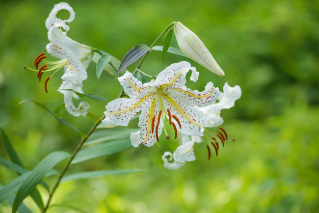 Обои картинки фото цветы, лилии,  лилейники, розовая, цветение, тычинки, лепестки, цветки, ветка