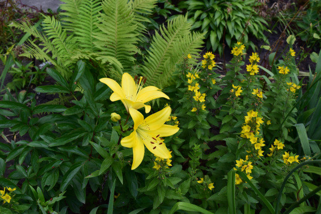 Обои картинки фото цветы, лилии,  лилейники, желтый, цвет