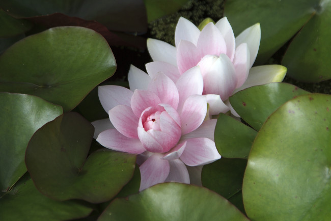 Обои картинки фото цветы, лилии водяные,  нимфеи,  кувшинки, листья, водяная, лилия, вода