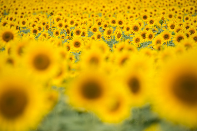 Обои картинки фото цветы, подсолнухи, лепестки, подсолнух, цветение, ярко