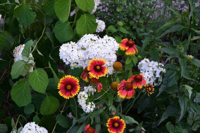 Обои картинки фото цветы, разные вместе, разноцветные