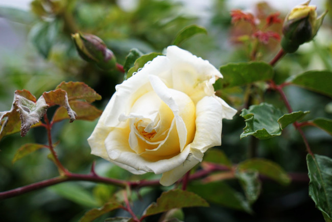 Обои картинки фото цветы, розы, бутон