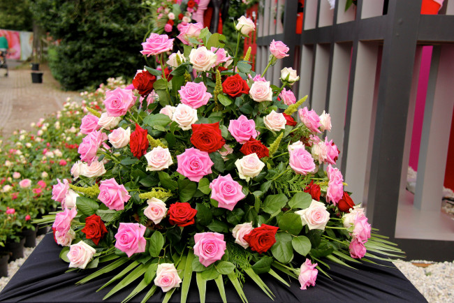 Обои картинки фото цветы, розы, листья, лепестки, бутон, роза, blossoms, leaves, petals, bud, rose, цветение