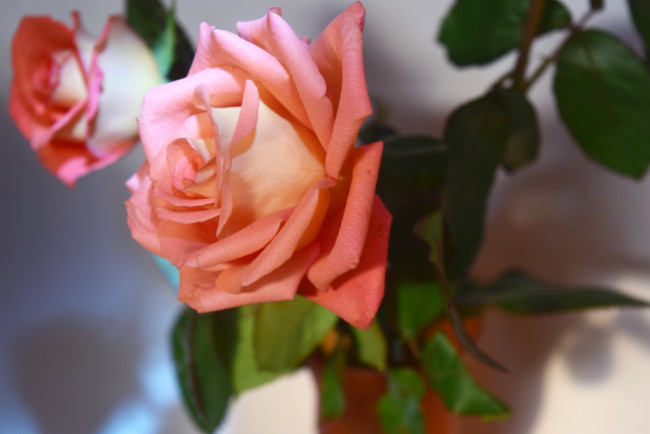 Обои картинки фото цветы, розы, розовый, бутон