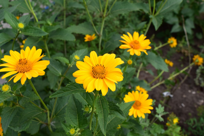 Обои картинки фото цветы, желтый, цвет