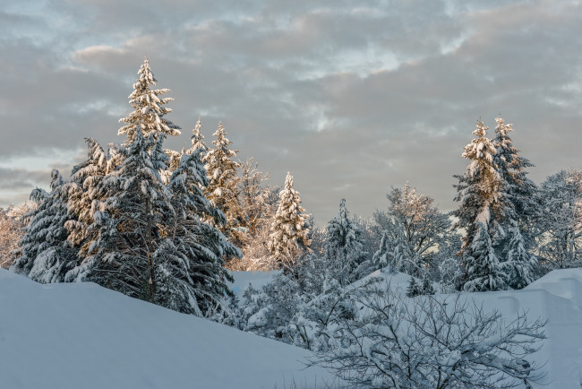 Обои картинки фото природа, зима, снег