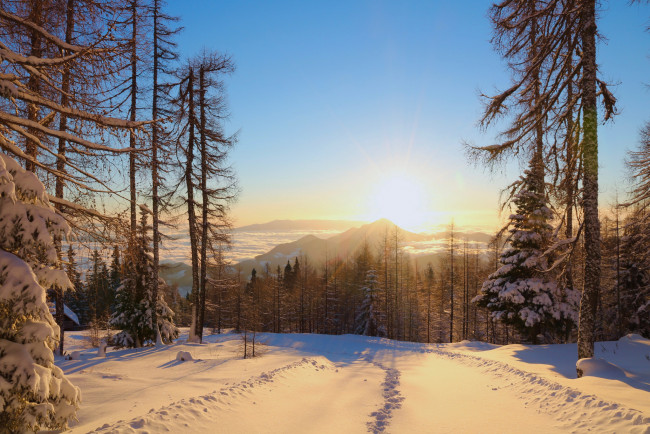 Обои картинки фото природа, зима, снег