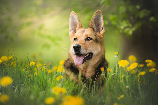 Обои картинки фото животные, собаки, порода, окрас, шерсть, животное, собака