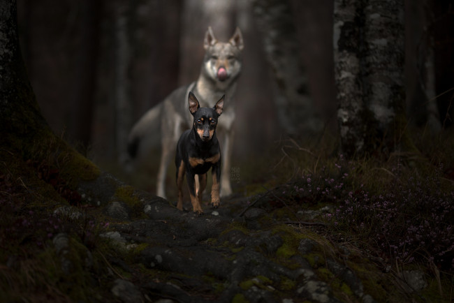 Обои картинки фото животные, собаки, собака, шерсть, окрас, животное, порода