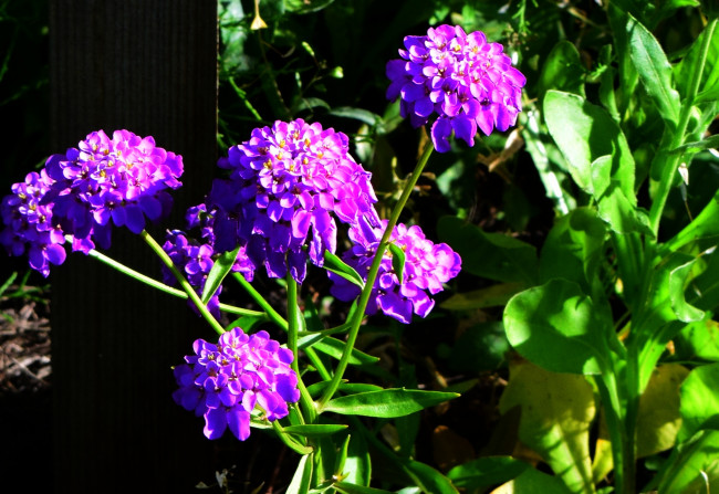 Обои картинки фото цветы, сиреневый, цвет