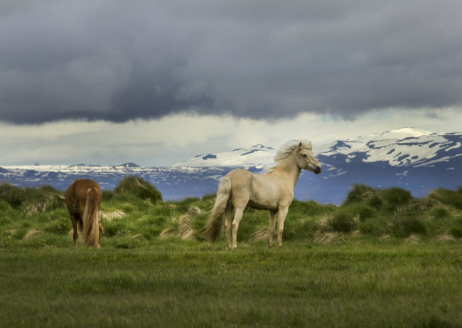 Обои картинки фото животные, лошади, грива, хвост, окрас, лошадь